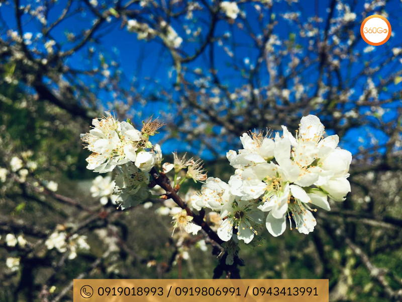 Hoa mận Mộc Châu nở vào tháng 1 đến tháng 2 - Du lịch 360Go